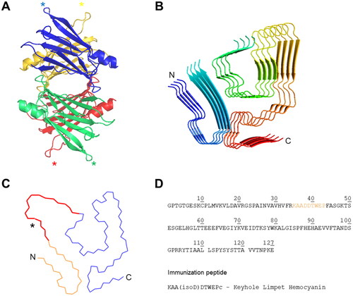 Figure 1. TTR fibril and localisation of the isoaspartate epitope. (A) Native TTRwt structure with asterisk-indicated location of D38 for each monomer (PDB 4ACU) (B) Ribbon diagram of four layers of the TTR-V30M fibril (PDB 6SDZ). Rainbow colour from N- (blue) to C-terminus (red). (C) Cα-trace of TTR residues Pro11-Lys35 (orange) and Gly57-Thr123 (blue). Residues Ala36-His56 (red) are a schematic representation of the possible connection between the two fragments, with the asterisk marking estimated position of Asp38. (D) Top: The amino acid sequence of human TTR highlighting the location of the epitope for the developed isoD38-TTR mAbs. Bottom: Synthetic peptide sequence of TTR(35-43) with additional cysteine residue (lower case), linked to keyhole limpet haemocyanin as immunogen.