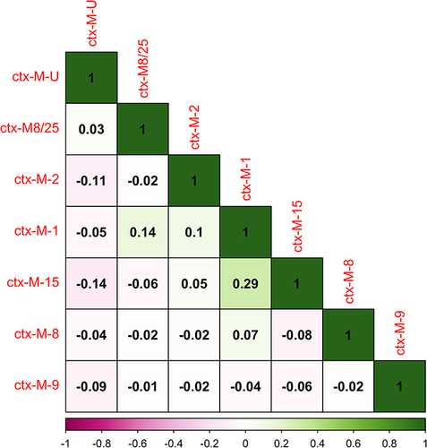Figure 6 CorrPlot correlations between CTX-M genes. Positive and negative correlations are represented by green and purple colors respectively. The shades of the color reflect the strengths of correlation between pairs of genes. Colors range from bright green (strong positive correlation; ie rs = 1.0) to bright purple (strong negative correlation; ie rs = −1.0).