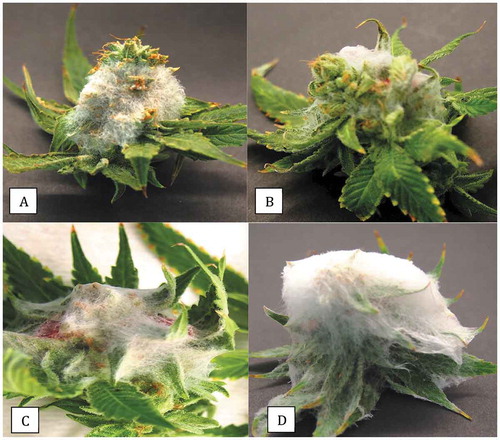Fig. 4 Inoculation of detached inflorescences of cannabis with a mycelial plug of each of four pathogens. Buds were incubated in a moist chamber for 5 days. (a) Botrytis cinerea. (b) Fusarium oxysporum. (c) F. sporotrichioides. (d) F. graminearum. The relative growth rates of the pathogens can be seen colonizing the tissues