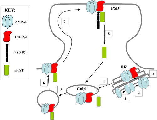 Figure 3.  AMPAR trafficking at the synapse. Two monomeric AMPAR subunits form a dimer (1), followed by the association of two dimers of AMPAR subunits to form a tetramer (2) in the endoplasmic reticulum (ER). TARPs associate with the tetrameric AMPAR to act as an auxiliary subunit (3) permitting the efficient export of the AMPAR from the ER to the Golgi (4). nPIST binds to the C-terminal tail of TARPγ2 in the Golgi (5) and acts to chaperone the AMPAR complex to the cell surface in vesicles (6). The TARPγ2-AMPAR complex diffuses into the PSD where PSD-95 binds to the PDZ binding domain of the C-terminal tail of TARPγ2 to anchor the complex at the synapse (7). nPIST is then recycled to the Golgi (8). This Figure is reproduced in colour in Molecular Membrane Biology online.