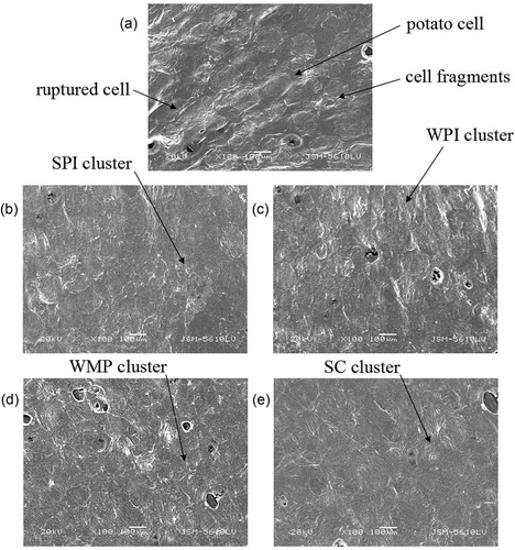 Figure 4. Effects of protein additives at concentration 5 g/kg on the microstructure of mashed potato, where (a) refers to control, (b) refers to mashed potato enriched with soy protein isolate (FMP-SPI), (c) refers to mashed potato enriched with whey protein isolate (FMP-WPI), (d) refers to mashed potato enriched with whole milk powder (FMP-WMP), and (e) refers to mashed potato enriched with sodium caseinate (FMP-SC).Figura 4. Efectos que provoca agregar proteína en una concentración de 5g/kg en la microestructura del puré de papa. (a) corresponde al control, (b) al puré de papas enriquecido con proteína de soya aislada (FMP-SPI), (c) al puré de papas enriquecido con proteína de suero de leche aislada (FMP-WPI), (d) al puré de papas enriquecido con leche entera en polvo (FMP-WMP), y (e) al puré de papas enriquecido con caseinato de sodio (FMP-SC).