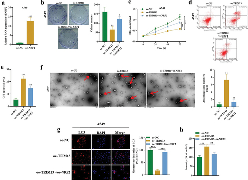 Figure 7. TRIM13 regulated LUAD cell malignancy through NRF2.