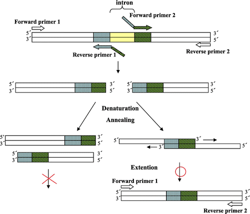 Fig. 1. Scheme for removing an intron from the genomic yam chitinase sequence.