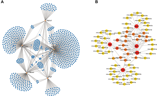 Figure 4 The prediction of miRNA-mRNA interactive networks. The miRWalk database was used to predict and constructed interactive networks (A). The top 20 interactive miRNAs were screened out and analyzed with the CytoHubba plug-in (B).