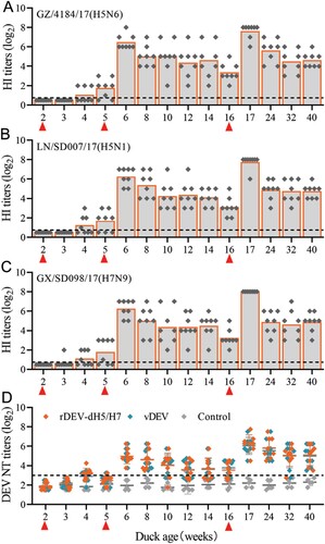 Figure 4. Antibody responses induced by rDEV-dH5/H7 or vDEV in ducks. Groups of eight ducks were inoculated intramuscularly with three 105TCID50 doses of rDEV-dH5/H7 or rDEV at the indicated timepoints. HI antibodies against antigens of GZ/S4184/17(H5N6) (A), LN/SD007/17(H5N1) (B), and GX/SD098/17(H7N9) (C), and neutralizing antibodies against DEV (D) were evaluated at the indicated timepoints. The dashed lines in A, B, and C show the limits of detection, whereas the dashed lines in D show the detection limits for a positive response. The red triangles indicate the vaccine inoculation time.