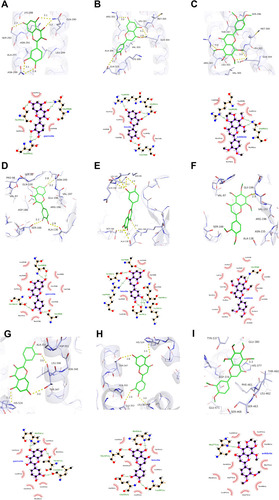 Figure 11 The docking model of quercetin, luteolin and nobiletin with JUN, TP53, and ESR1, respectively. The action model of JUN with quercetin, luteolin and nobiletin: (A) JUN with quercetin; (B) JUN with luteolin; (C) JUN with nobiletin. The action model of TP53 with quercetin, luteolin and nobiletin: (D) TP53 with quercetin; (E) TP53 with luteolin; (F) TP53 with nobiletin. The action model of ESR1 with quercetin, luteolin and nobiletin: (G) ESR1 with quercetin; (H) ESR1 with luteolin; (I) ESR1 with nobiletin. The hydrogen bonds were indicated by dashed lines and the length was added around the lines.