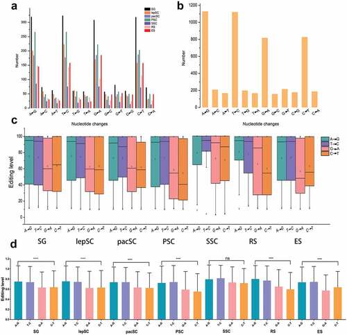 Figure 3. The number of 12 kinds of nucleotide changes. (a) Nucleotide changes in germ cells. (b) Nucleotide changes in sertoli cells. (c) Distribution of editing levels of four main types RNA editing in different germ cells. (d) Comparison of editing levels of these four main RNA editing. Statistical significance was determined using ANOVA, ****p < 0.0001, ns: non-significant