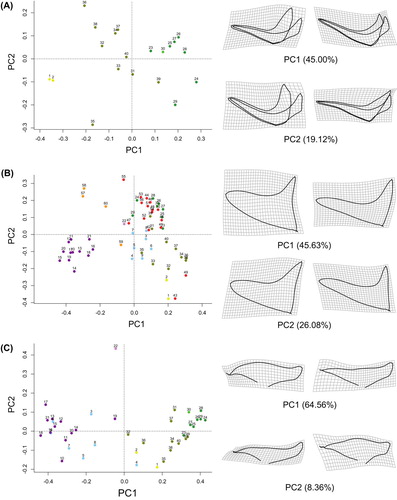 Figure 4. Two-dimensional geometric morphometric analysis of floral shape variation in the tribe Delphinieae. Virtual flower shapes and deformation grids were produced to visualize the modes of floral shape variation along PC1 and PC2. The list of species names corresponding to the numbers in the principal component analysis (PCA) is given in Supplementary Table 1. The same color code is used in Figure 1, Supplementary Figure 1 and Supplementary Table 1. (A) PCA of the variation in the shape of the dorsal module of the flowers from the type Delphinium. (B) PCA of the variation in the shape of the dorsal sepal of the flowers from all the genera and subgenera of Delphinieae. (C) PCA of the variation in the shape of the dorsal petal of the flowers from the types Delphinium and Aconitum.