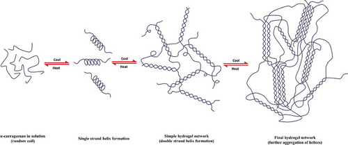Figure 3. Schematic diagram of κ-carrageenan hydrogel formation via aggregation of helices. Dimensions are not drawn to scale