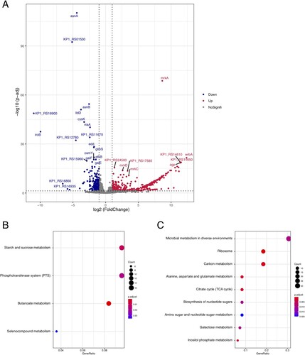 Figure 5. Differently expressed genes between colistin-resistant and colistin-sensitive isolates. (A) Volcano plots of the differently expressed genes. (B) Point plot of KEGG pathways for up-regulated genes. (C) Point plot of KEGG pathways for down-regulated genes.