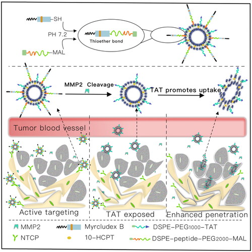 Figure 1. Transport HCPT to cancer cells by the myrB, TATp and MMP2-cleavable peptides co-modified liposomes for targeting therapy. I: MyrB-mediated liver targeting; II: MMP2 promotes PEG shedding and TATp exposure; III: TATp mediates increased cellular uptake.