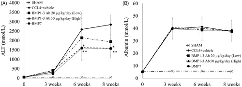 Figure 2. Serum ALT (A) and albumin (B) values during eight weeks in all experimental groups. *p < .05 Control vs. BMP1-3Ab high; **p < .05 Control vs. BMP7.