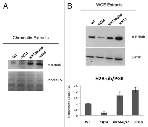 Figure 6. Asf1 is required for ubiquitination of histone H2B. (A) Western blot representing chromatin extracts from WT, asf1Δ, sus1Δasf1Δ, and sus1Δ strains. Proteins were resolved by 15% SDS-polyacrylamide gel, transferred to a nitrocellulose membrane and detected by ECL after incubation with H2Bub antibody. As illustrated, levels of H2Bub are decreased in asf1Δ compared with WT levels. On the contrary, H2Bub levels are increased in both sus1Δasf1Δ and sus1Δ strains. Ponceau S staining of the membrane before blotting served as the loading control. (B) Representative blot corresponding to WT, asf1Δ, sus1Δasf1Δ, and sus1Δ whole cell extracts. Proteins were resolved in the same manner as in (A). As indicated, the decreased levels of H2B-ub in asf1Δ compared with WT are restored in a sus1Δasf1Δ strain. PGK abundance was used as a loading control of all samples. Bar graph shows total H2Bub levels normalized to PGK after quantification of Western blot signals. Error bars represent SD for at least three independent experiments.