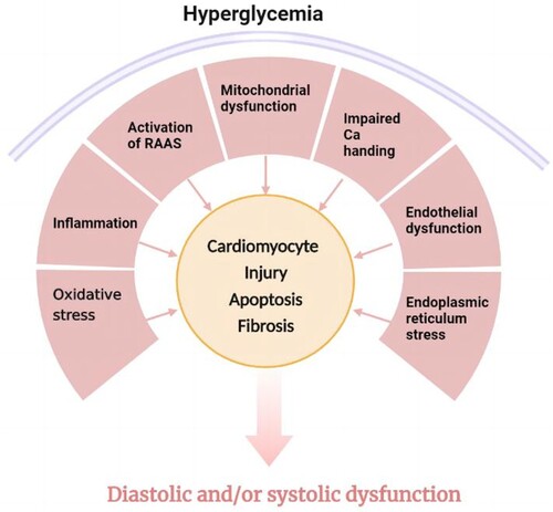 Figure 1. The pathophysiological mechanism of diabetic cardiomyopathy. The occurrence and development of diabetic cardiomyopathy involve multiple mechanisms. These include mitochondrial dysfunction, oxidative stress, inflammation, calcium processing disorders, endoplasmic reticulum stress, microvascular dysfunction, renin-angiotensin-aldosterone system (RAAS) activation, and multiple cardiometabolic abnormalities. Both are involved in structural remodeling and functional defects of diabetic myocardium.