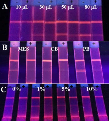 Figure 3. The optimization of parameters in the process of detection probe preparation. (A) The volume of 100-fold diluted antibody, (B) the buffer system, and (C) the concentration of BSA in antibody dilution.
