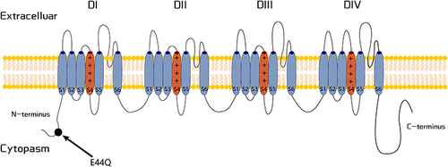 Figure 4 Schematic representation of the Nav1.7 channel. The variant related to FEPS4 is labeled in the N-terminus.