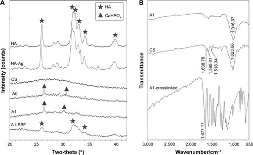 Figure 2 (A) XRD patterns of calcium phosphate particles (HA and HA-Ag), electrospun membranes (CS, A0, and A1), A1 immersed in SBF for 2 weeks (A1-SBF), and (B) FTIR spectra of A1, CS, and A1 crosslinked by vanillin (A1-crosslinked).Abbreviations: CS, chitosan; FTIR, Fourier transform infrared; HA, hydroxyapatite; HA-Ag, silver loaded hydroxyapatite; SBF, simulated body fluid; XRD, X-ray diffraction.