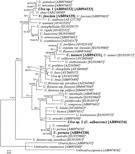 Fig. 2. ML tree of Ulva based on ITS1 and ITS2 sequences. Bootstrap values are indicated at branches (ML/MP/NJ). A bootstrap value of 100% is represented by *, while that below 50% is represented by -. Samples sequenced in this study are shown in bold. 1Coat et al. (Citation1998). 2Blomster et al. (Citation1999). 3Tan et al. (Citation1999). 4Hayden et al. (Citation2003). 5Shimada et al. (Citation2003). 6Hiraoka et al. (Citation2004a). 7Hayden & Waaland (Citation2004). 8Kraft et al. (Citation2010). 9Mareš et al. (Citation2011).