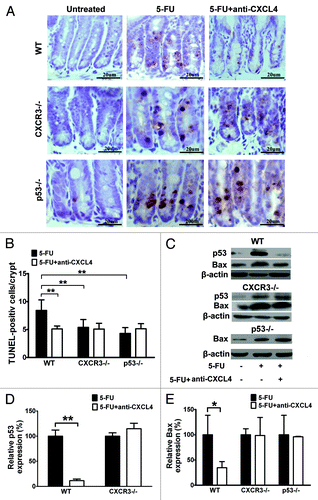 Figure 3. Anti-CXCL4 mAb suppresses the induction of p53 and Bax through CXCR3 to reduce the apoptosis of intestinal epithelia by 5-FU. (A) Representative photomicrographs of apoptotic cells in the jejunum from WT, cxcr3−/−, and p53−/− mice. The mice were treated with 1 mg/kg anti-CXCL4 mAb 2 h before 5-FU (300 mg/kg) and sacrificed at 24 h post-5FU for the TUNEL staining of the apoptotic cells. Figure 2C (d–f) and (A) are identical pictures from the same experiment. (B) Quantitative presentation of the TUNEL-positive cells per crypt is shown in (A). Ten crypts per microscope field and 10 fields per mouse were counted for TUNEL-positive cells. (C) Photographs of the western blot analysis of the jejunum tissues from the mice described in (A) with antibodies against p53 and Bax. (D and E) Quantitative presentation of p53 and Bax is shown in (C). The p53 and Bax levels in the antibody treatment group (5-FU+anti-CXCL4 mAb) are expressed as a percent of their respective controls (5-FU). Data are presented as mean ± SD, n = 3 mice per group. *P < 0.05, **P < 0.01 vs. control group.