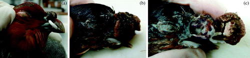 Figure 1.  Hungarian partridge with proliferative growths on the upper beaks that surround plastic beak-bits and associated beak necrosis.