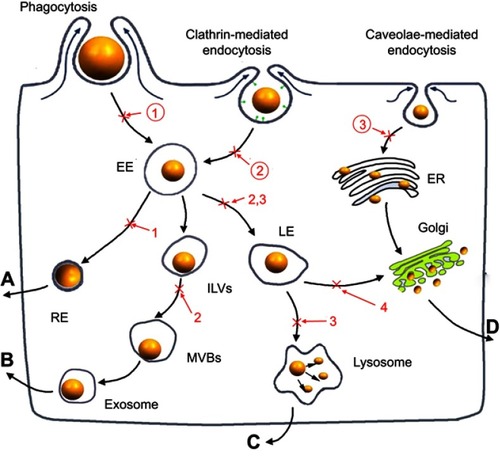 Scheme 1  The cellular uptake and exocytosis of NMs and the chemical inhibitors of various pathways. (A) The endosome-mediated exocytosis; (B) the multivesicular bodies (MVBs)-mediated exocytosis; (C) the lysosome-mediated exocytosis; (D) the Golgi-mediated exocytosis; ①: O-phospho-L-serine; ②: sucrose; ③: nystatin; 1: primaquine; 2: wortmannin; 3: vacuolin-1; 4: golgicide A.Abbreviations: EE, early endosomes; LE, late endosomes; RE, recycling endosomes; ILVs, intraluminal vesicles; MVBs, multivesicular bodies; ER, endoplasmic reticulum.