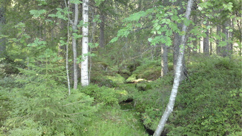 Figure 7. Forest with a small stream.