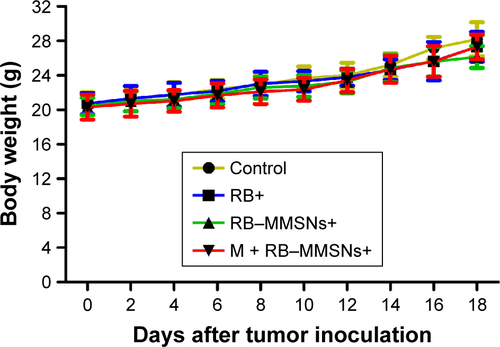 Figure S4 Body weight change curves of different treatment groups (control, RB+, RB−MMSNs+ and M+RB−MMSNs+).Abbreviations: RB, rose bengal; RB−MMSNs, polyethylene glycol-b-polyaspartate-modified rose bengal-loaded magnetic mesoporous silica.