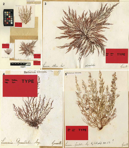Figs 2–5. Laurencia pyramidalis: type specimens from the herbarium of the Naturalis Biodiversity Center (section NHN), Leiden (L). 2. Herbarium sheet L 0820668 bearing lectotypes and syntypes (Herbarium Kützing). 3. Syntype, enlarged from Fig. 2. 4. Syntype, enlarged from Fig. 2. 5. Lectotype, enlarged from Fig. 2.