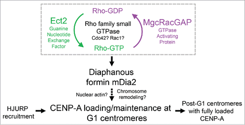 Figure 3. Schematic summary showing mDia2 functions downstream of the MgcRacGAP-dependent GTPase pathway to maintain CENP-A levels at the centromere. Depending on the GEF (Ect2) and GAP (MgcRacGAP), the Rho family small GTPase cycles between active form and inactive form, which is important for CENP-A maintenance at the centromeres. Diaphanous formin mDia2 has an epistatic relationship downstream of the MgcRacGAP-dependent small GTPase molecular switch and promotes G1 CENP-A loading/maintenance.