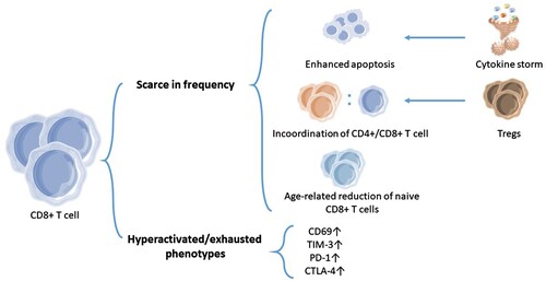 Figure 2. The characterization of CD8+ T-cell responses in severe patients. In many severe COVID-19 patients, lymphopenia has been observed, which is partially caused by enhanced apoptosis of CD8+ T cells during infection. This might be beneficial to minimizing an excessive cytokine storm. In elderly severe patients, higher numbers of regulatory CD8+ T cells may contribute to the dysregulation of CD4+ and CD8+ T cells, thus resulting in scarce CD8+ T cells partially. An age-related reduction in naive CD8+ T cells was also related to the risk of severe COVID-19, as a consequence of an impaired immune system. The other characteristic of severe COVID-19 is a Pan-CD8+ T cell hyperactivated/exhausted phenotype, with an elevated expression of CD69, TIM-3, PD-1, and CTLA-4 and an increased production of effector molecules of CD8+ T cells.