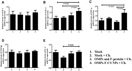 Figure 8 TLRs and cytokines mRNA expression profiles in the cecal tonsils of chickens. Layer chickens were vaccinated, challenged with live S. enteritidis and euthanized at DPC 10 as described in the figure legend 6. The gene expression levels in the cecal tonsils- was analyzed by quantitative RT-PCR. The relative mRNA expression levels of (A) TLR-2; (B) TLR-4; (C) IFN-γ; (D) TGF-ß; and (E) IL-4 were normalized to the expression of ß-actin. Each bar is the mean ± SEM of 9 to 10 chickens, and the data were analyzed by non-parametric Kruskal–Wallis test followed by p value differences in between the groups were determined by Mann–Whitney test.Abbreviations: OMPs, outer membrane proteins; F, flagellin; OMPs, outer membrane proteins; F, flagellin; CS NPs, chitosan nanoparticles; OMPs-F-CS NPs, OMPs and F-protein entrapped and surface F-protein coated CS NPs; RT-PCR, reverse transcription polymerase chain reaction; TLRs, toll-like receptors; IFN-γ, interferon gamma; TGF-ß, transforming growth factor beta; IL, interleukin; SEM, standard error of the mean; Ch, challenge.