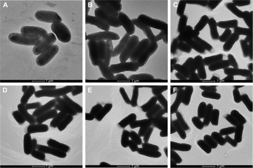 Figure 4 TEM images of E. coli cells untreated (A) or treated with 5 μg/mL CDots alone (B), 0.1 μg/mL TB alone (C), 0.1 μg/mL MB alone (D), the combination of 0.1 μg/mL TB and 5 μg/mL CDots (E), and the combination of 0.1 μg/mL MB and 5 μg/mL CDots (F).Abbreviations: CDots, carbon quantum dots; E. coli, Escherichia coli; MB, methylene blue; TB, toluidine blue; TEM, transmission electron microscopy.