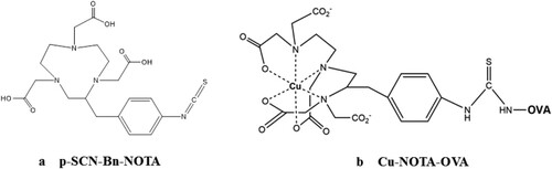 Figure 1. Chemical structures of p-SCN-Bn-NOTA (a) and Cu-NOTA-OVA (b).