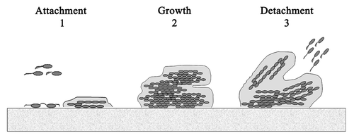 Figure 1. Steps in biofilm formation.