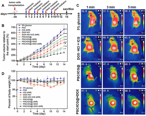 Figure 7 (A) Scheme of the timeline for in vivo treatment and laser irradiation in 4T1-bearing orthotopic mice. (B) Tumor growth curves of mice after the treatment. (C) The images of 4T1-bearing mice with the injection of 5% glucose, DOX·HCl+ICG, PSC/ICG@ or PSC/ICG@+DOX nanoparticle after laser irradiation under the 808 nm laser irradiation (2.0 W/cm2) at 24 h post-injection. (D) Body weight change within 14 days. *P < 0.05, PSC/ICG@+DOX (NIR) group vs PSC/ICG@+DOX (no NIR) group; **P < 0.01 PSC/ICG@+DOX (NIR) group vs other groups; #P < 0.05, PSC/ICG@+DOX group (no NIR) vs DOX·HCl group. (n=5).