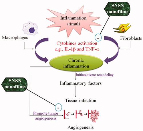 Figure 1. Mechanistic approach of inflammation related angiogenesis.