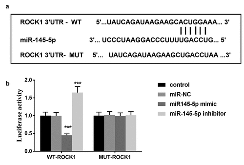 Figure 6. (a) Bioinformatics analysis showed that miR-145-5p contains binding sites for ROCK1. (b) The luciferase activity of different cell groups. *** P < 0.001, compared with control group