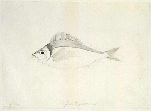 Figure 1  Tarakihi (Nemadactylus macropterus) painted by Sydney Parkinson, in the vicinity of Cape Kidnappers. Reproduced by permission of the Trustees of the British Museum.