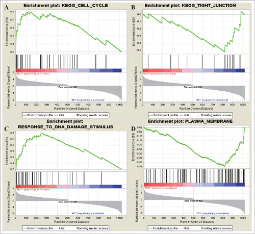 Figure 5. The most enriched data sets of tumor supressor gene. (A) represented upregulated genes in KEGG_CELL_CYCLE and (B) represented downregulated genes in KEGG_TIGHT_JUNCTION. (C) represented upregulated genes in RESPONSE_TO_DNA_DAMAGE_STIMULUS while (D) represented how many downregulated genes in PLASMA_MEMBRANE.