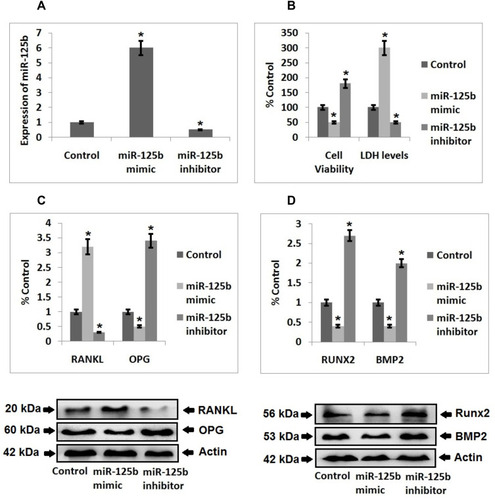 Figure 2 miR‐125b induced osteoporosis in MC3T3-E1 cells. (A) Quantitative results of qRT-PCR showing transfection efficiency. (B) Quantitative results showing viability of cells and levels of LDH after 48 hours post transfection. (C) Western blot analysis for expression of RANKL, OPG in the MC3T3-E1 cells and quantitative results showing the expression of proteins. (D) Western blot analysis for expression of Runx2 and BMP2 in the cells and quantitative results showing expression of proteins. The results are mean ± SD, *P<0.05 compared to control.