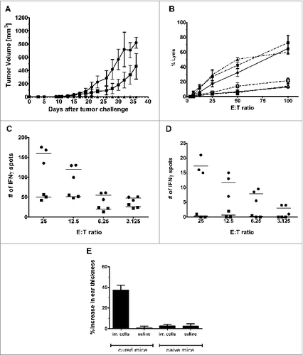 Figure 3. Cured mice exhibit enhanced tumor-specific responses. (A) Mice (n = 5 per group) demonstrating complete regression of 4T1 tumor following neoadjuvant chitosan/IL-12 immunotherapy with resection and exhibiting no signs of metastasis at day 60, were challenged with either 1 × 105 4T1 (▴) or RENCA cells (▪). Naïve mice challenged with 1 × 105 4T1 cells (•) served as control. Tumor volume was measured every 2 d. (B) Splenocytes isolated from cured mice (n = 3) were divided into halves and stimulated with either 5 × 105 irradiated 4T1 (solid symbols) or RENCA (open symbols) cells. Matching shapes represent splenocytes isolated from the same mouse. After 6 d, splenocytes were collected and CTL activity against 5 × 103 4T1 (solid symbols) or RENCA (open symbols) targets was assessed. (C) IFNγ production was assessed via ELISPOT. Splenocytes harvested from cured mice (n = 3) were stimulated with irradiated 4T1 or RENCA cells for one week. CD8+ lymphocytes were then isolated and assayed for the number of IFNγ producing cells when co-incubated with the same 1 × 103 irradiated 4T1 (•) or RENCA (▪) cells. (D) Similarly, the number of IFNγ producing CD8+ splenocytes that were isolated directly from cured mice (n = 3), i.e. without stimulation, following co-incubation with either 1 × 103 irradiated 4T1 (•) or RENCA (▪) cells was assessed via ELISPOT. (E) Cured (n = 5) and naïve (n = 3) mice were given intradermal injections of 1 × 105 irradiated 4T1 cells in one ear and saline in the opposite ear. Swelling was measured at 24 h with a spring-loaded dial gauge. Error bars represent standard deviations