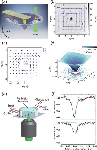 Figure 8. (a) Schematic drawing of the experimental setup. The NDs were spread throughout the surface. The deformation caused by the localized indentation of an AFM tip was sensed by the rotation of NDs. (b) AFM image of a polydimethylsiloxane (PDMS) surface with an ND located at the centre, showing the sequence of the indentation from # 1 to # 92. (c) The rotation of the ND. The arrow represented both the magnitude of the rotation angle and the direction. (d) The reconstructed surface of the PDMS film upon AFM tip indentation at the centre. Reproduced from Xia et al., Nat. Commun 10, 3259 (2019). Copyright 2019 Author(s), licensed under a Creative Commons Attribution (CC BY) license. (e) The NDs were placed in a homemade perfusion chamber that simultaneously allows the exchange of the solution and the optical experiment. (f) ODMR spectra of the ND when it is fixed on the coverslip (top) and is about to detach (bottom). The reduction of contrast and broaden of linewidth can be observed clearly. Reproduced from Fujiwara et al., Sci. Rep. 8, 14773 (2018). Copyright 2018 Author(s), licensed under a Creative Commons Attribution (CC BY) license.