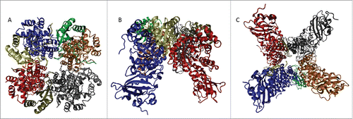 Figure 2. Crystal structure of the half of the RuBisCO hexadecamer (L4S4 complex) from Pisum sativum (PDB ID: 4MKV). To illustrate an intricate packing of the RuBisCO subunits, top (A), side (B), and bottom views (C) of this L4S4 complex are shown.