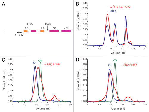 Figure 5 Deletion and mutations in N-terminal and S1H1S2 region affects oligomerization pattern. (A) The localization of the deletion and mutations on PrP structure. Size-exclusion chromatographs of (B) D(115–127) ARQ, (C) ARQ 140V and (D) ARQ P168V (sheep numbering). On chromatographs (C and D) is indicated the position of purified O1 (blue line) and the one of O3 oligomers (green line) from ARQ wild type. These observations indicate that mutations on S1H1S2 affect also the oligomerization pathway.