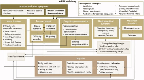 Figure 1. Conceptual model illustrating the relationships between symptoms and impacts of AADC deficiency. The conceptual model is designed to be read from the top, where there are the most proximal symptoms and functional impairments, to the bottom, where there are more distal impacts. The arrows show the relationships between the concepts, which are either unidirectional or bidirectional (for example, gastrointestinal symptoms impact eating and vice versa). Some relationships are between the larger external boxes, for example, all muscle and joint symptoms were reported to impact motor function. Other relationships are between the internal boxes, for example, muscle weakness and low muscle tone were reported to impact communication, but not cognitive function.