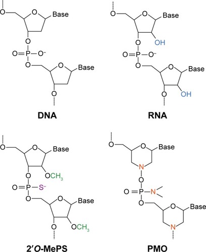 Figure 2 Chemical structures for the 2′O-methyl phosphorothioate (2′O-MePS) and phosphorodiamidate morpholino oligomer (PMO) classes of antisense oligonucleotides (AOs).