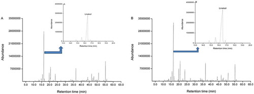Figure 2. TIC of Dianhong black tea from Batch 1 (A, before baking; B, after baking) and the abundance change of linalool in Dianhong black tea from Batch 1 (A, before baking; B, after baking).