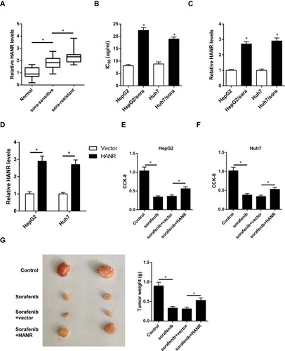 Figure 1 HANR expression is enhanced in HCC-sensitive or -resistant tissues and cells. (A) RT-qPCR shows the expression of HANR in HCC samples and para-tumor normal tissues. (B) CCK‑8 assay shows IC50 value of HepG2, HepG2/sora, Huh7 and Huh7/sora cells. (C) RT-qPCR shows the relative expression levels of HANR in HepG2, HepG2/sora, Huh7 and Huh7/sora cells. (D) RT-qPCR shows the relative expression levels of HANR in HepG2 and Huh7 cells transfected with vector or HANR overexpression plasmid. (E, F) CCK-8 assay shows the effect of HANR overexpression on cell viability in HepG2 and Huh7 cells with HANR transfection and sorafenib treatment. (G) Xenograft assay shows tumor growth and tumor weight was detected at the end point. The data were presented as mean ± SD (*P < 0.05).