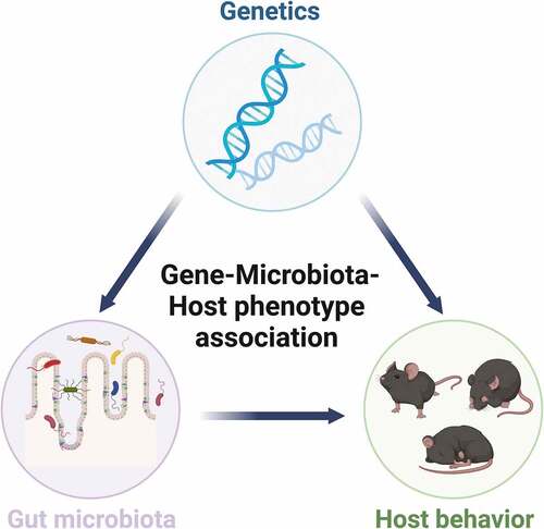 Figure 1. A triangular connection exists among host genetic variants, gut microbiome and neurobehavioral phenotype.