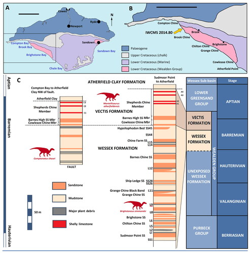 Figure 1. Geological setting. A, simplified geological map of the Isle of Wight. Scale bar represents 5 km. B, enlarged section of the south-west coast as outlined in A, the yellow arrow marks the location of the excavation site of IWCMS 2014.80. Scale bar represents 5 km. C, generalized stratigraphical log modified from Allen and Wimbledon (Citation1991). Schematic lithological logs of Wealden exposure between Sudmoor and Atherfield on the Isle of Wight showing excavation sites of Brighstoneus simmondsi holotype (MIWG 6344) and the Mantellisaurus atherfieldensis holotype (NHMUK PV R 5764), adapted from Sweetman (Citation2007). Wessex and Vectis formations, Compton Bay NW of fault, showing site of IWCMS 2014.80, adapted from Radley (Citation1994). Abbreviations: mbr, member; ss, sandstone. Note that the line dividing the Wessex Formation into exposed and unexposed only applies to the Isle of Wight exposures.